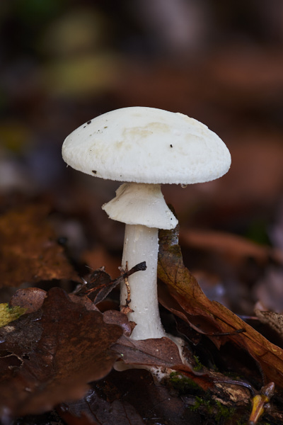 Image of a toadstool