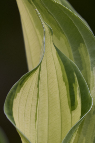 Image of hosta leaves