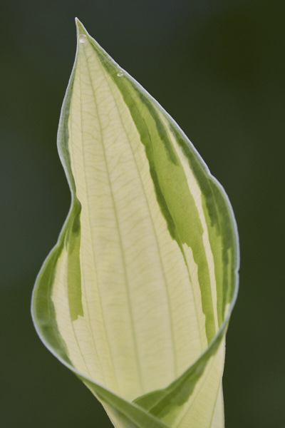 Image of hosta leaves