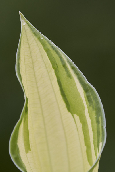 Image of hosta leaves