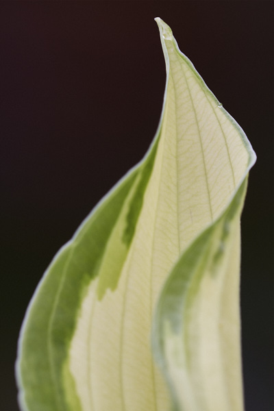 Image of hosta leaves