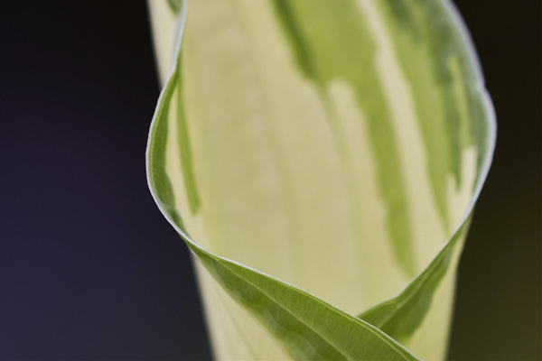 Image of hosta leaves