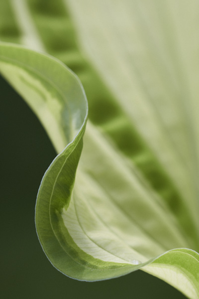 Image of hosta leaves