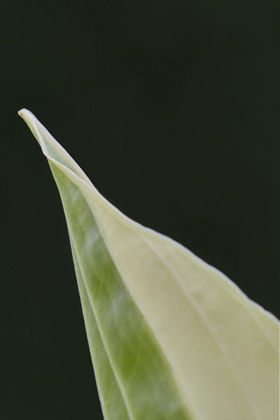 Image of hosta leaves