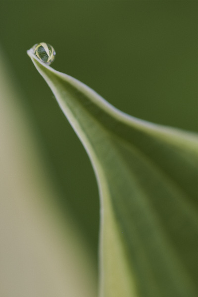 Image of hosta leaves