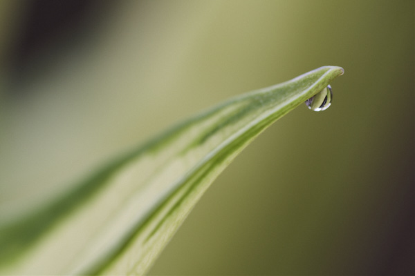 Image of hosta leaves