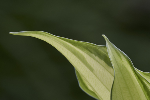 Image of hosta leaves