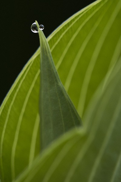 Image of hosta leaves