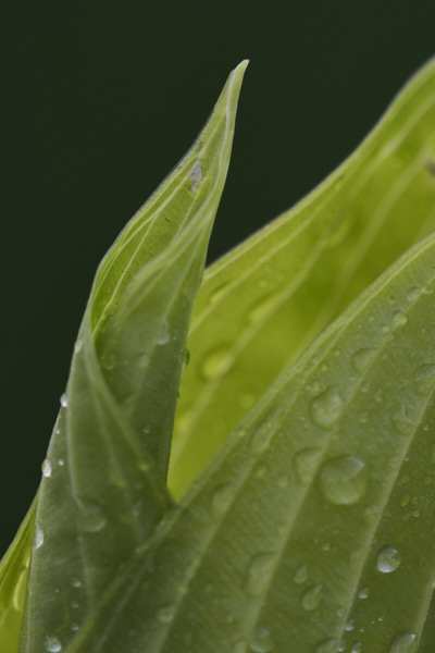 Image of hosta leaves