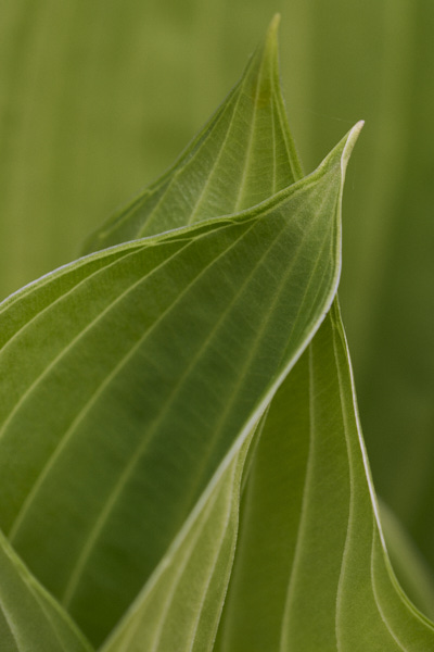 Image of hosta leaves