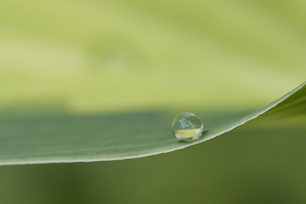 Image of hosta leaves