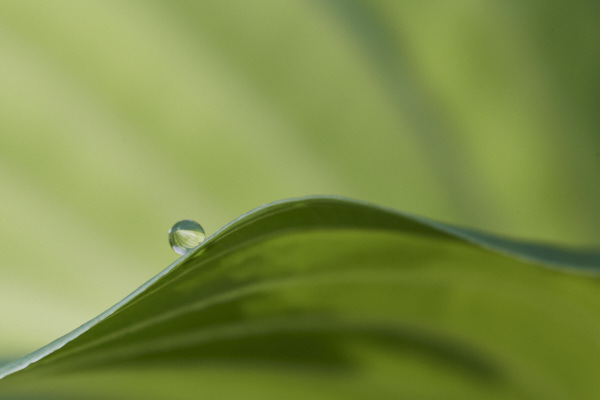 Image of hosta leaves