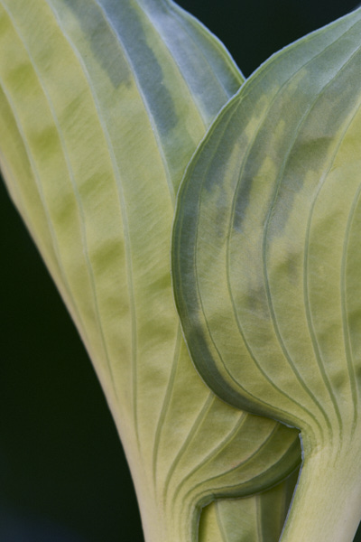 Image of hosta leaves