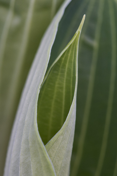 Image of hosta leaves