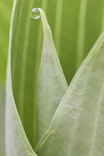 Image of hosta leaves