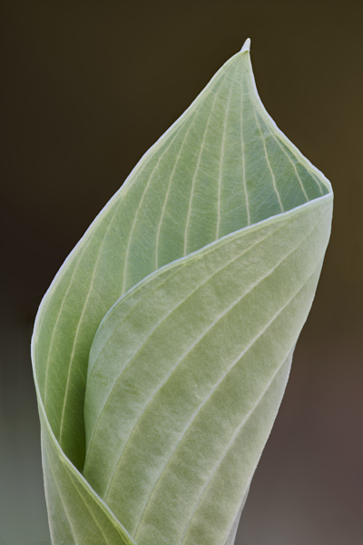 Image of hosta leaves