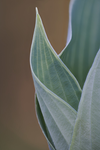 Image of hosta leaves