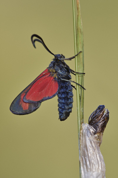 Image of a Moth 