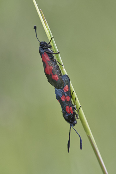 Image of Moths