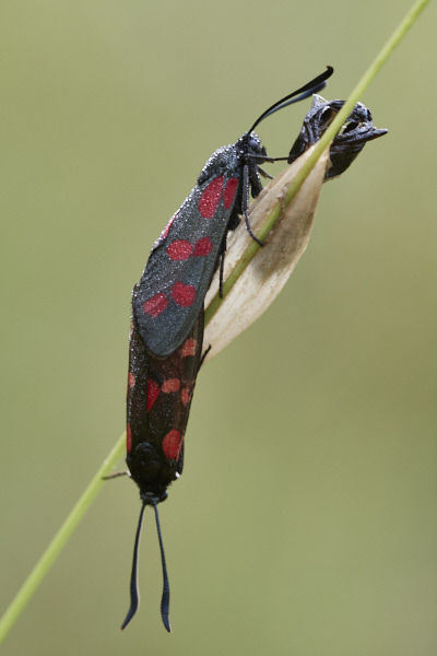 Image of Moths