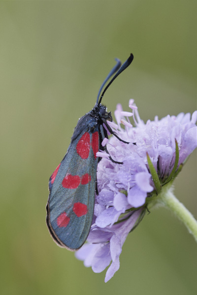 Image of a Moth