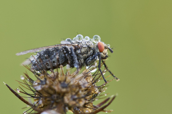 Image of a Fly