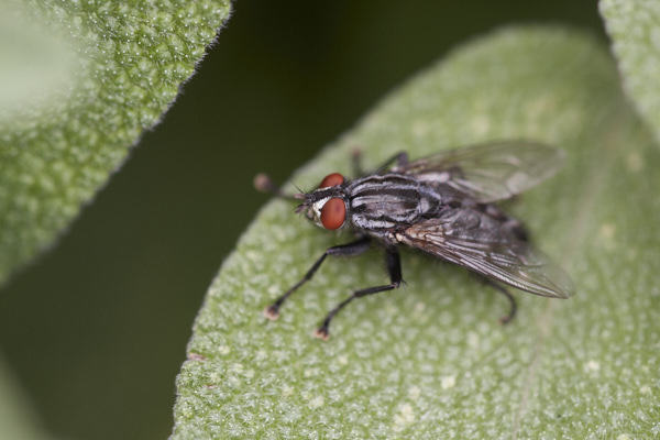 Image of a Fly