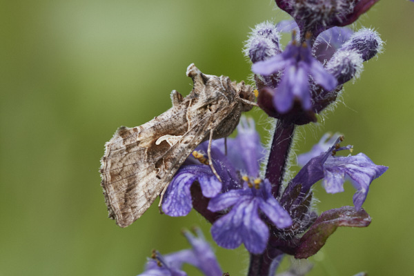 Image of a Moth