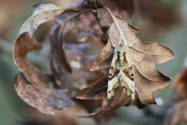 Image of a Moth