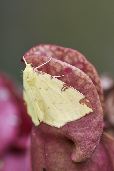 Image of a Moth