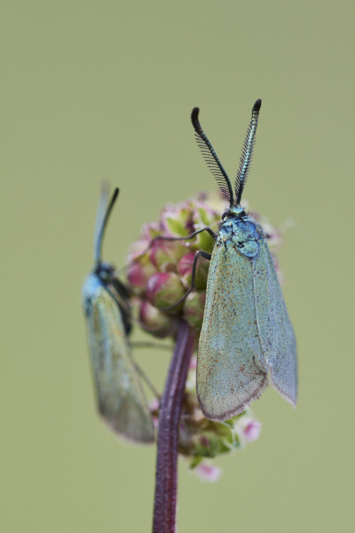 Image of  Moths