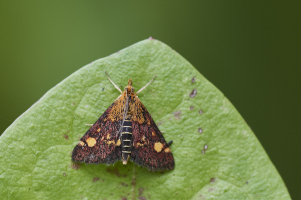 Image of a Moth