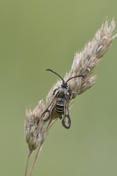 Image of a moth