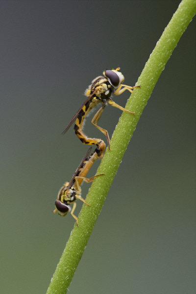 Image of Hoverflies