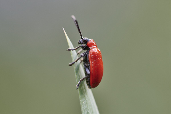 Image of a Beetle