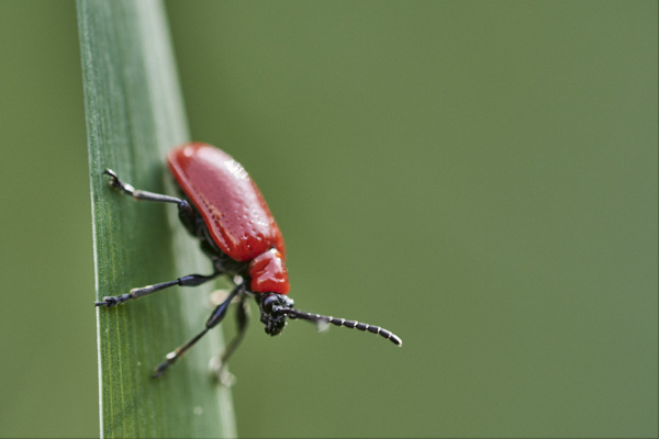 Image of a Beetle