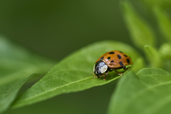 Image of a Ladybird