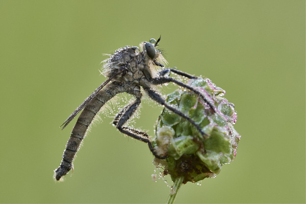 Image of a fly