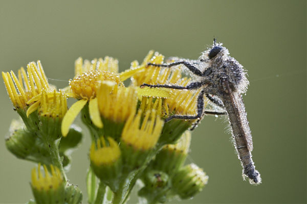 Image of a fly