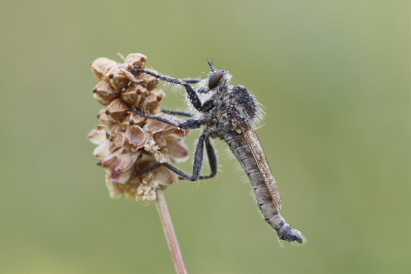 Image of a fly