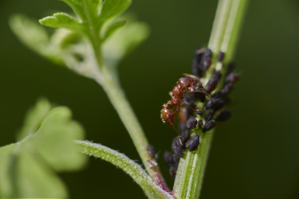 Image of an ant and aphids