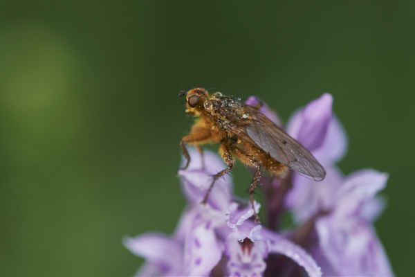 Image of a Fly