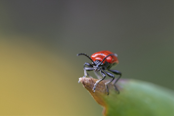 Image of a beetle