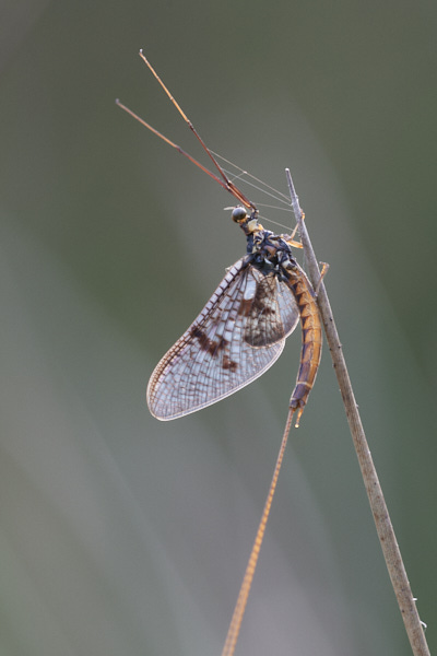 Image of a Mayfly