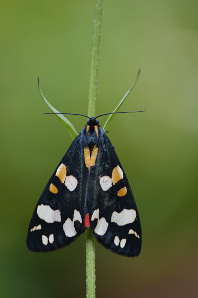 Image of a Moth 