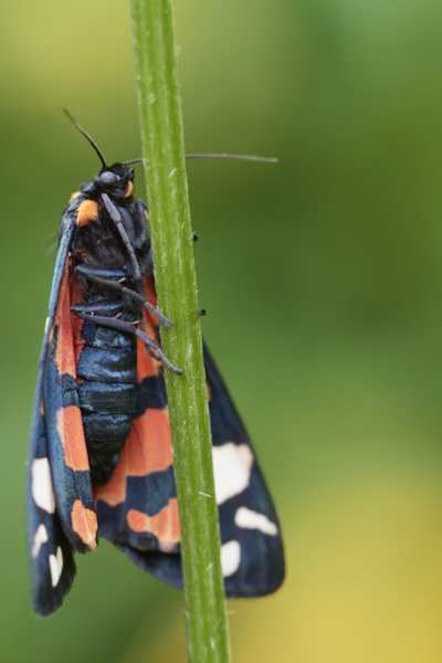 Image of a Moth 