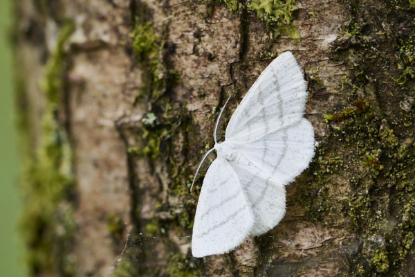 Image of a Moth