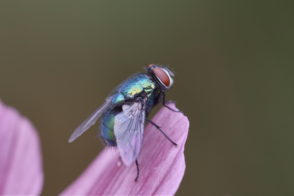 Image of a Fly