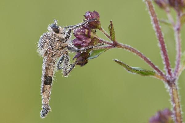 Image of a fly