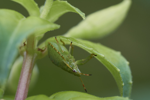 Image of a shieldbug